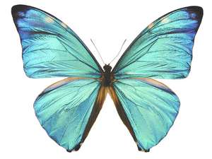 Morpho Adonis